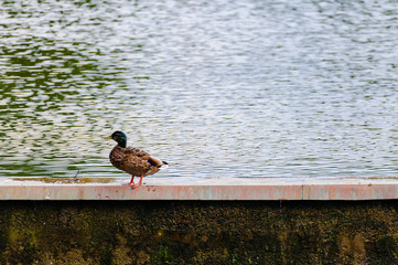 Enten Weibchen außerhalb des Wassers in Planten un Blomen in Hamburg bei Tageslicht
