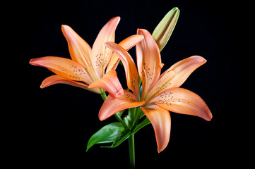Asiatic Lily