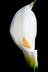 Calla Lily