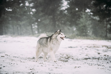 Alaska malamute dog in the snow