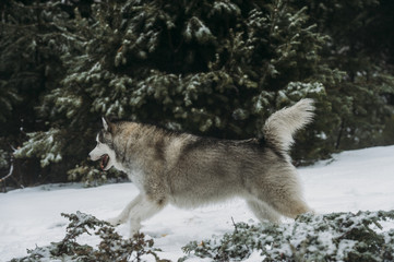 Alaska malamute dog in the snow