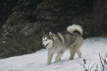 Alaska malamute dog in the snow