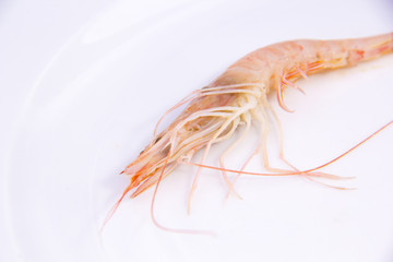 shrimp isolated on white background