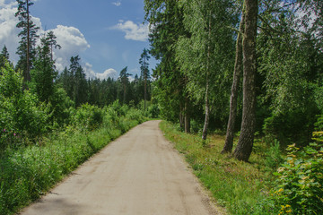 Fototapeta na wymiar Sandy, empty forest road during sunny summer day. Tranquil landscape background.