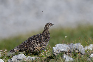 Weibliches Alpenschneehuhn (Lagopus muta)