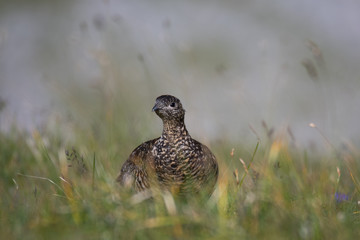 Weibliches Alpenschneehuhn (Lagopus muta)