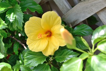 黄色のハイビスカス
