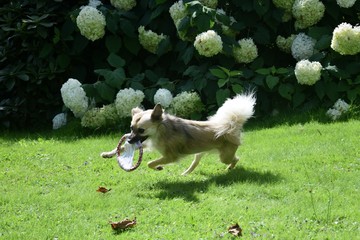 Spielender Hund