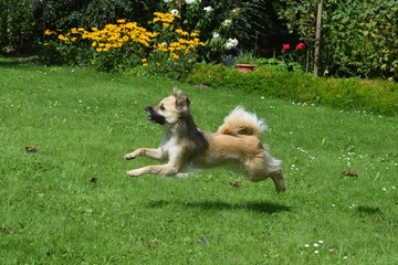 Spielender Hund