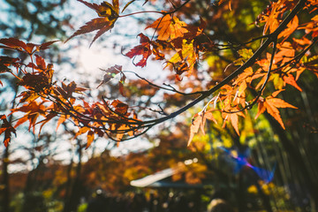 Red Tree Orange Leaf Autumn