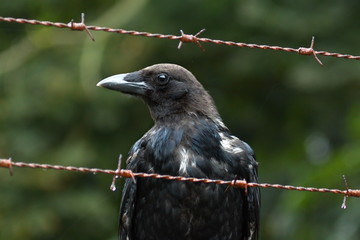 Krähe