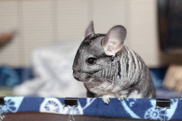 Chinchilla