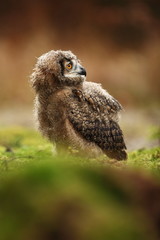 Bubo bengalensis. Autumn nature. Beautiful owl photo.