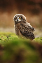 Bubo bengalensis. Autumn nature. Beautiful owl photo.