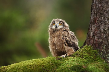 Bubo bengalensis. Autumn nature. Beautiful owl photo.