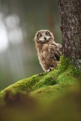 Bubo bengalensis. Autumn nature. Beautiful owl photo.