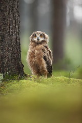 Bubo bengalensis. Autumn nature. Beautiful owl photo.