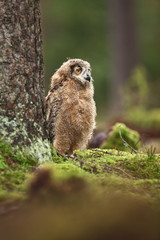 Bubo bengalensis. Autumn nature. Beautiful owl photo.