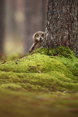 Bubo bengalensis. Autumn nature. Beautiful owl photo.
