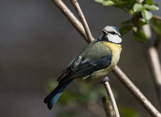 Fototapeta premium Blaumeise