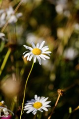 Wild daisy in wild flower meadow