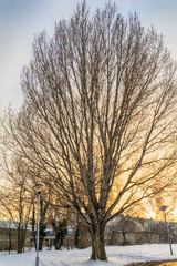 Fototapeta premium bare tree and snowfall
