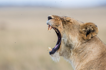 Lion / Löwe - Masai Mara