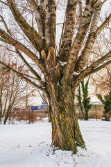 Fototapeta premium bare tree and snowfall