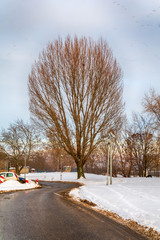 Fototapeta premium bare tree and snowfall