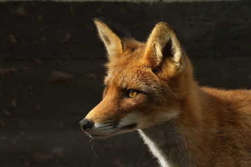 Rotfuchs