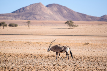 Beautiful Gemsbok, also called Oryx antelope, standing in the Namib Desert in Namibia, Africa, near...