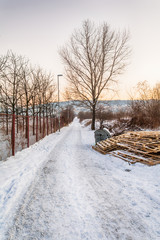 Naklejka premium bare tree and snowfall