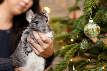 Chinchilla
