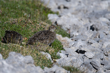 Junge Alpenschneehühner (Lagopus muta)