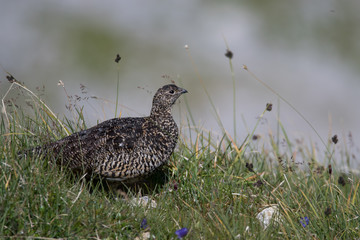 Weibliches Alpenschneehuhn (Lagopus muta)