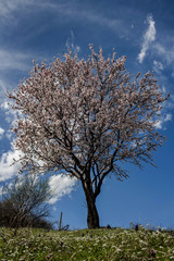 Fototapeta na wymiar Apple tree inbloom during spring