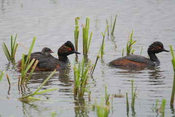 Schwarzhalstaucher (Podiceps nigricollis)