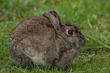 Wildkaninchen