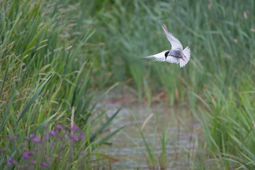 Weißbart-Seeschwalbe (Chlidonias hybrida)