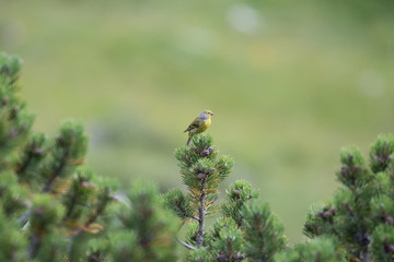 Zitronenzeisig (Carduelis citrinella)
