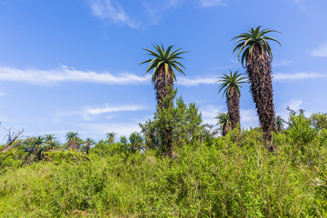 Obraz premium Wilderness Aloes Trees