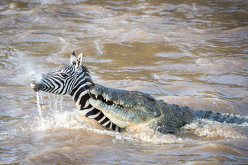 Fototapeta na wymiar rivercrossing / flußüberquerung - masai mara