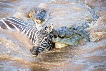 rivercrossing / flußüberquerung - masai mara