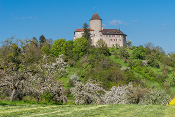Fototapeta na wymiar Burg Reichenberg bei Oppenweiler