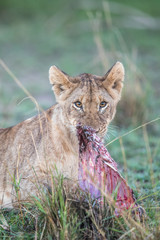 lion / löwe - masai mara