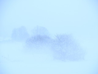 snow landscape winter