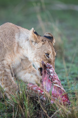 lion / löwe - masai mara