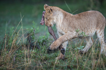 lion / löwe - masai mara