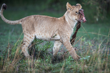 lion / löwe - masai mara