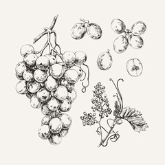 Vintage illustration of ink drawn sweet white grape - 186321074